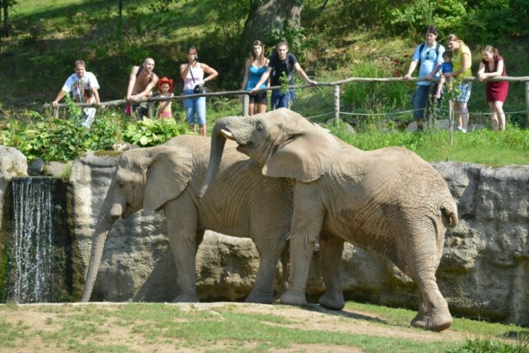 Sloni afriční v Zoo Zlín