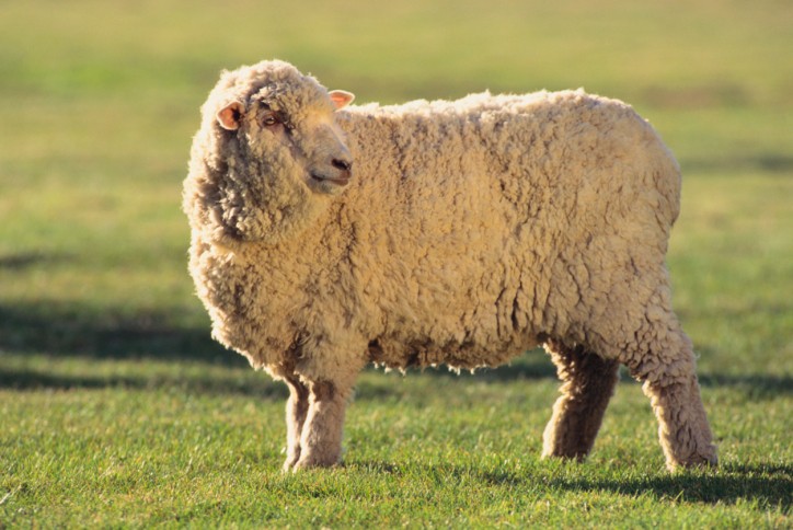 Whitefaced Sheep