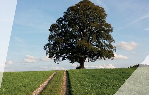 strom (na konci) života