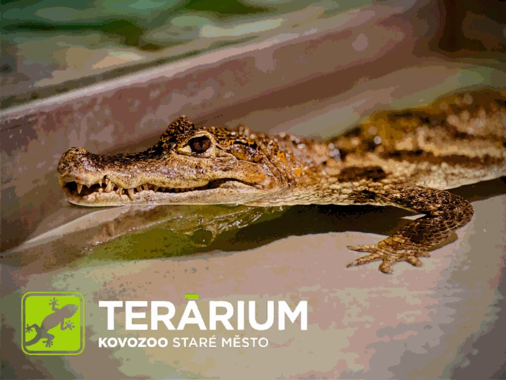 Terárium v KOVOZOO představuje více než 100 exotických zvířat.