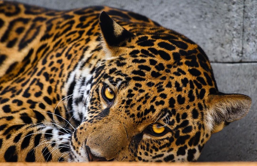 Archiv Zoo Zlín_