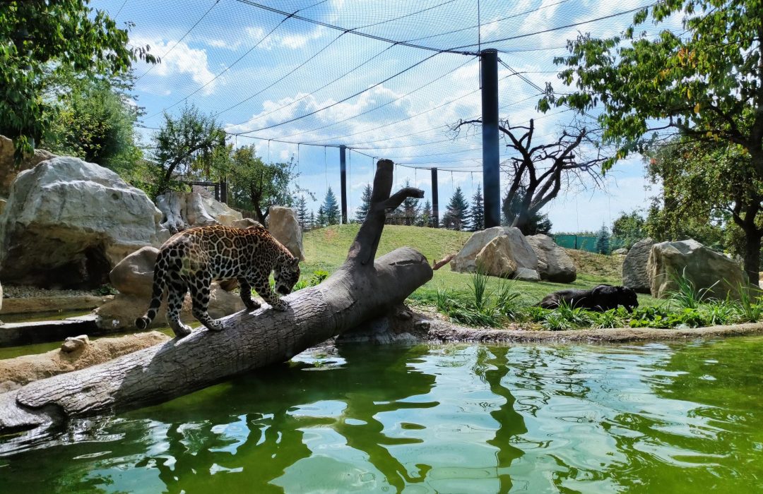 Jaguar Trek v ZOO Zlín_archiv CCRVM