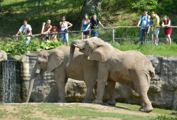 Sloni afriční v Zoo Zlín