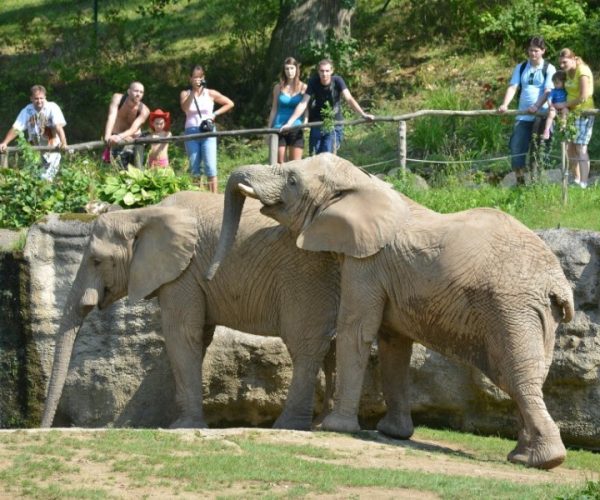 Sloni afriční v Zoo Zlín