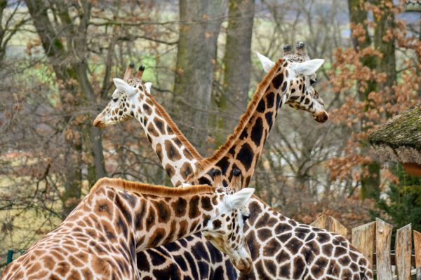 Zlín-zoo-UR