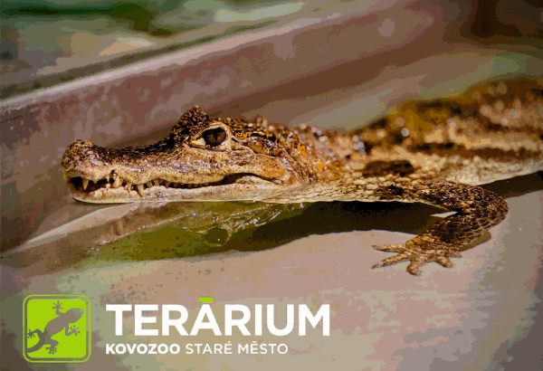 Terárium v KOVOZOO představuje více než 100 exotických zvířat.