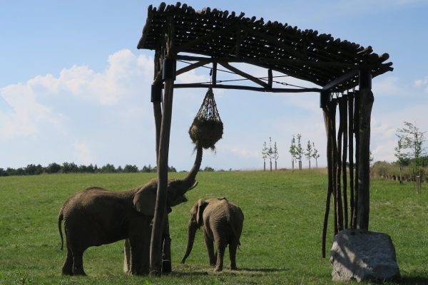 Zoo Zlín, slonice v Karibuni