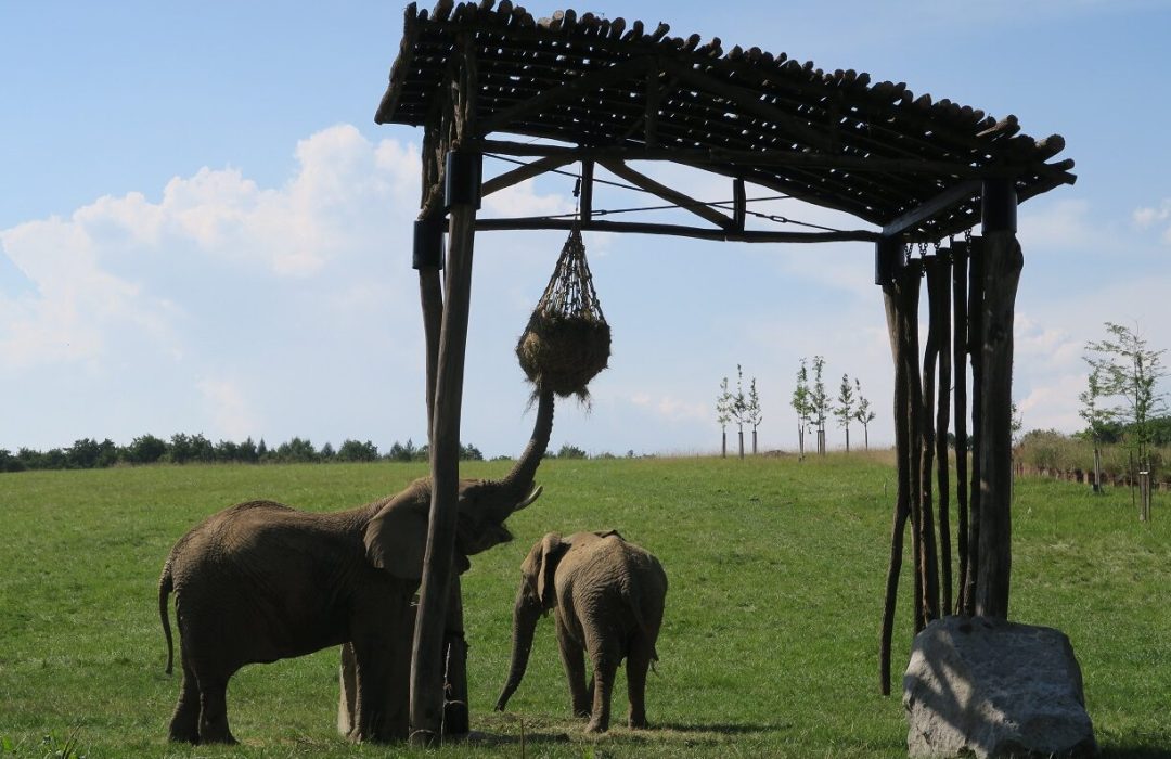 Zoo Zlín, slonice v Karibuni